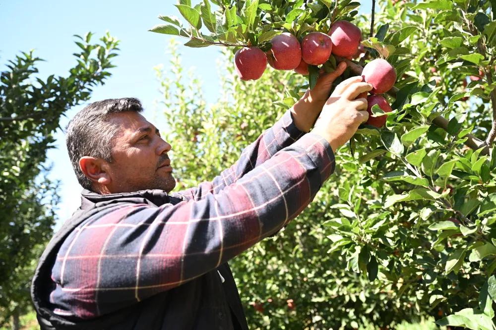Elma bahçesini 