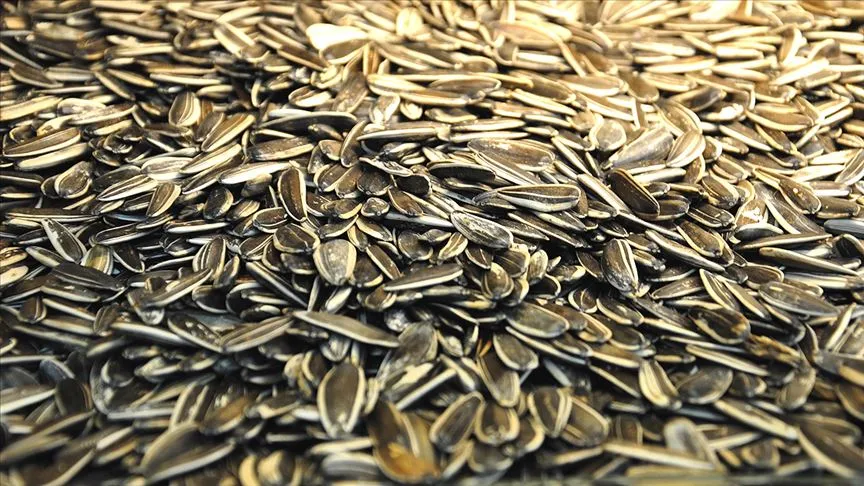 Kayseri Şeker, siyah çekirdek alım sezonunu başlattı