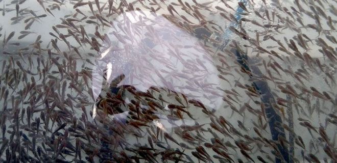 50 BİN SAZAN YAVRUSU, GÖLETLERE BIRAKILDI