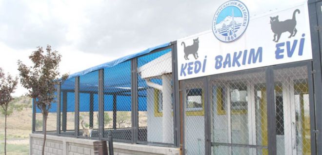 BÜYÜKŞEHİR BELEDİYESİ KEDİLERİ DE DÜŞÜNDÜ