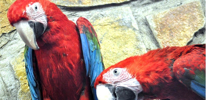 AOÇ`DEN HARİKALAR DİYARI`NA HAYVAN TRANSFERİ 