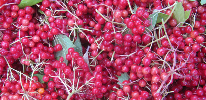 GİLABORU HASADI BAŞLADI