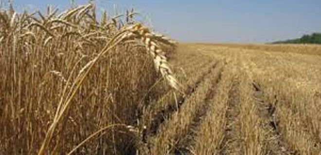 HAZİNEYE AİT TARIM ARAZİLERİNİN DOĞRUDAN SATIŞLAR