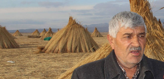 DEVELİ İLÇESİNDEN KAMIŞ İHRACATI