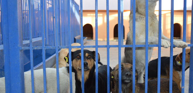 SOKAKA HAYVANLARINA KUCAK AÇTI