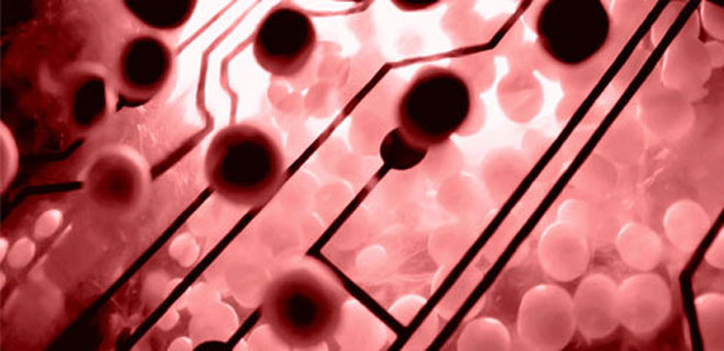 KORDON KANI BANKASI  KURACAK