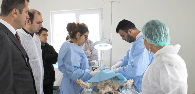 KÖPEKLERE KISIRLAŞTIRMA ÇALIŞMASI