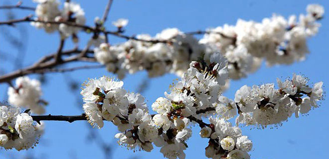 SON CEMRE TOPRAĞA DÜŞTÜ