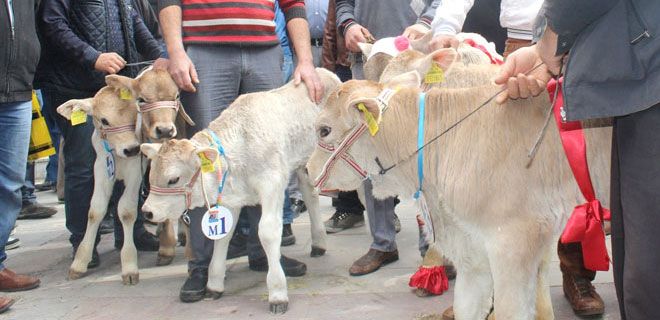 EN GÜZEL BUZAĞI YARIŞMASI