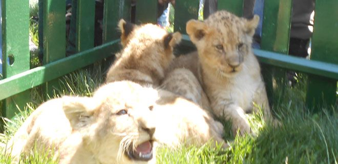 HAYVANAT BAHÇESİNİN  NÜFUSU  ARTTI