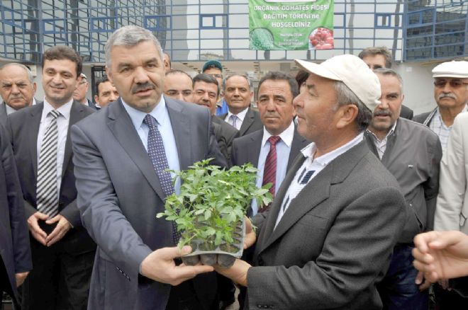 ORGANİK DOMATES  FİDESİ DAĞITTI