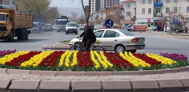 30 BİN ADET LALE SOĞANI 15 BİN ADET MENEKŞE