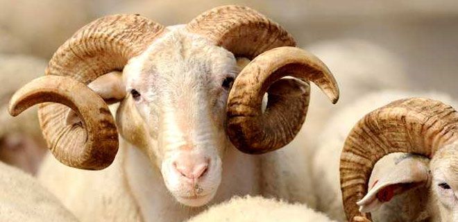 TÜBERKÜLOZLU ON KURBANA EL KONULDU