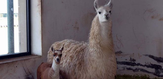 HAYVANAT BAHÇESİNİN YENİ ÜYESİ YAVRU LAMA OLDU