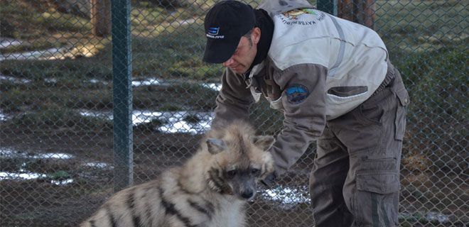 SIRTLAN VE BAKICISININ DOSTLUĞU 