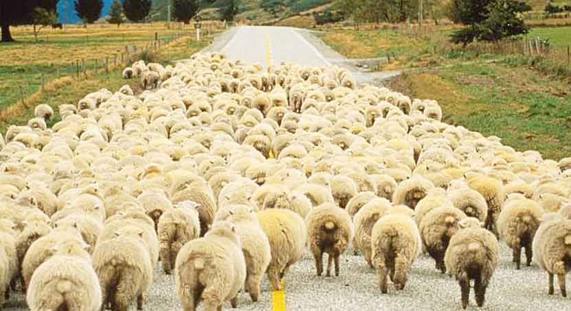 27 KOYUN TRAFİK KURBANI