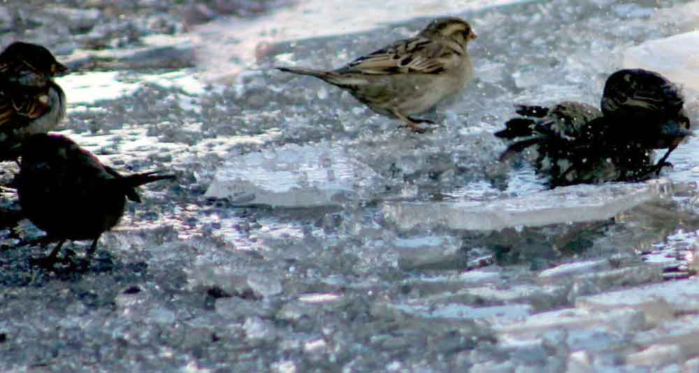 KUŞLARIN KIŞ BANYOSU