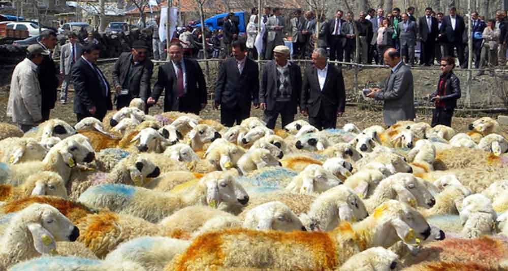 300 KOYUN DAĞITILDI