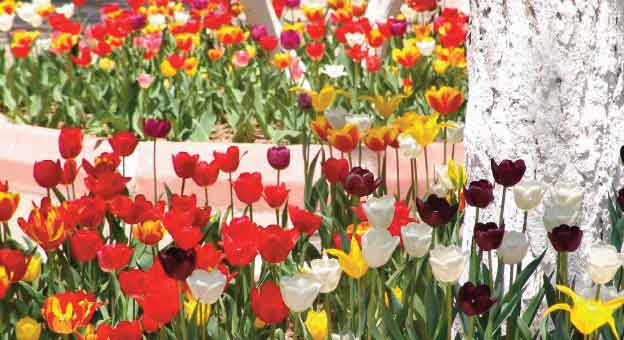  YİNE ÇİÇEKLENDİ KAYSERİ YOLLARI  