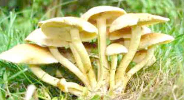 YEDİĞİ MANTARDAN ZEHİRLENDİ