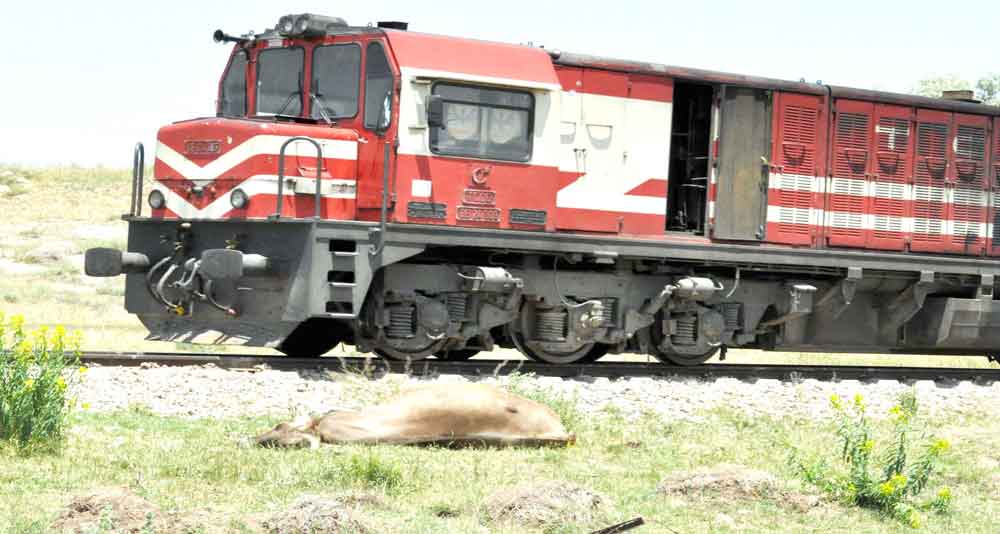 25 BÜYÜKBAŞ HAYVAN TELEF OLDU