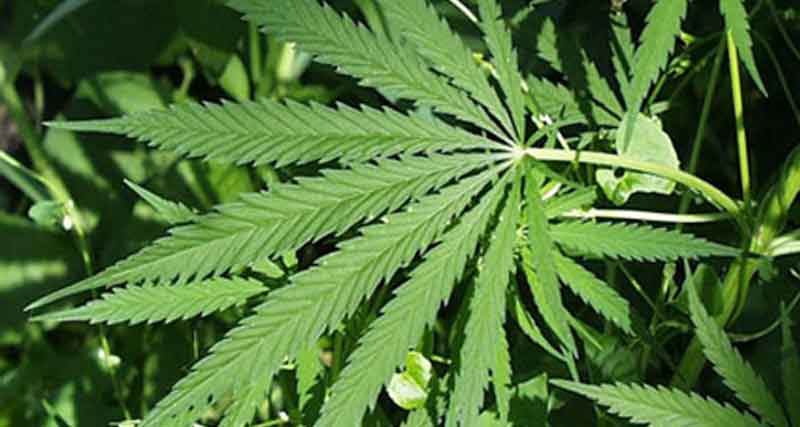 HİNT KENEVİRİ OPERASYONU