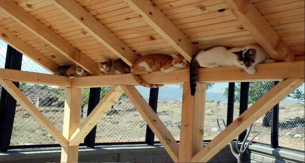 SOKAK KEDİLERİ EVLENDİ