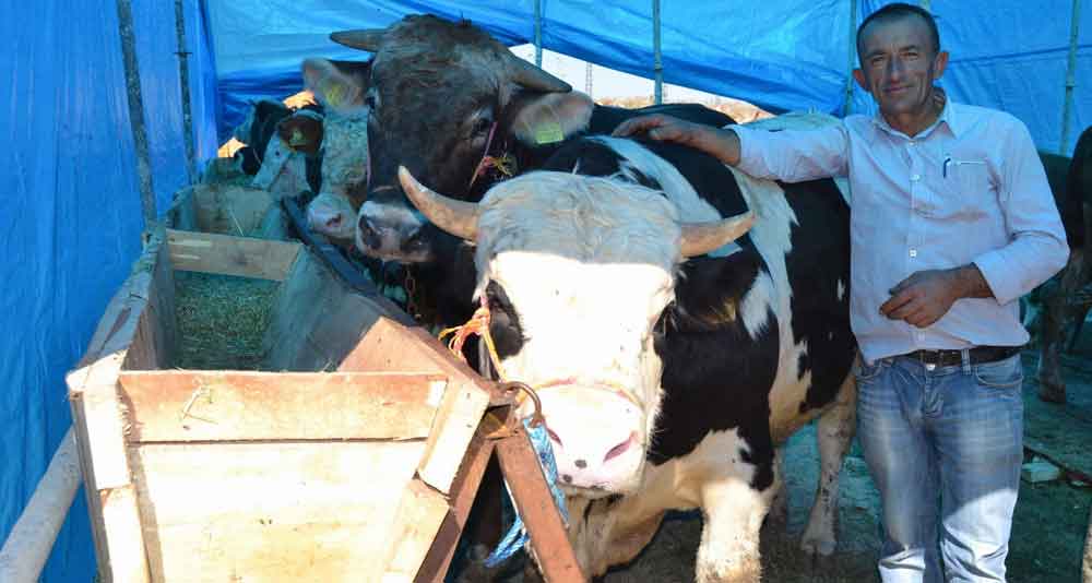 1 BUÇUK TONLUK KURBANLIK ALICI BEKLİYOR