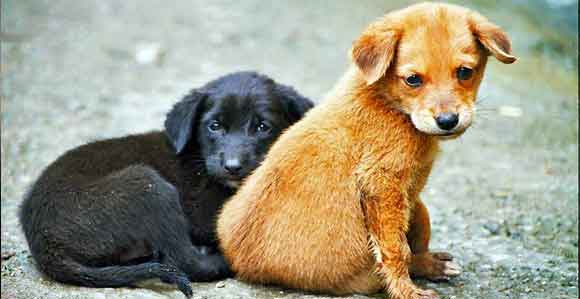 SAHİPSİZ SOKAK HAYVANLARI EMİN ELLERDE….