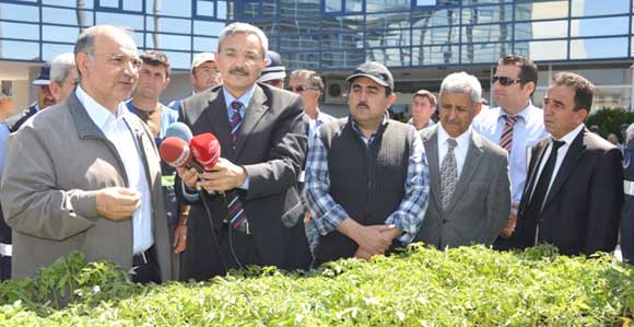 DOMATES FİDESİNE HÜCUM