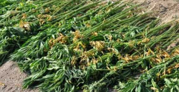 DİŞİ HİNT KENEVİRİ OPERASYONU